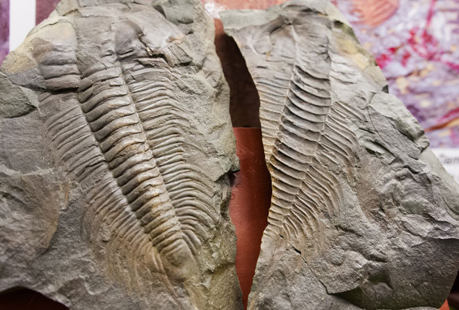 Những hóa thạch trăm triệu năm được lưu giữ ở Việt Nam